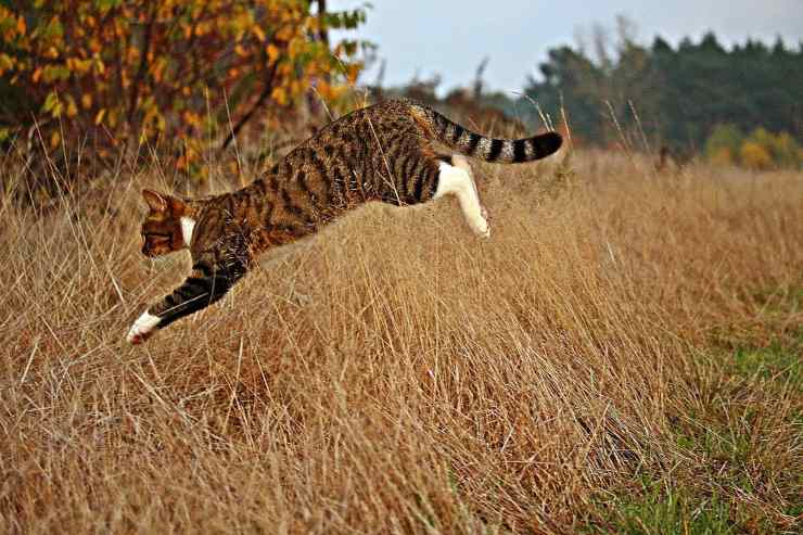 Gatto in volo