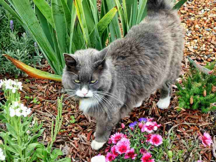 micio tra i fiori