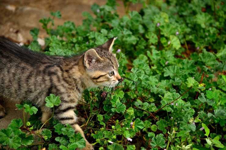 Pettorine per gatti