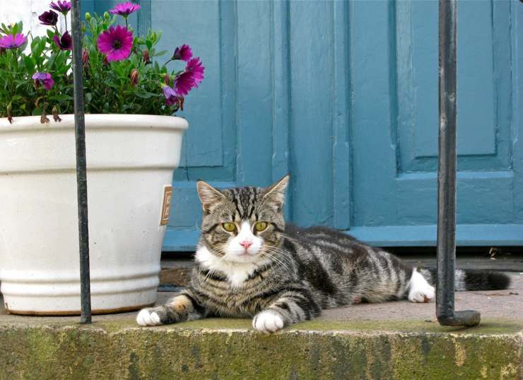 Gatto più legato al padrone o alla casa