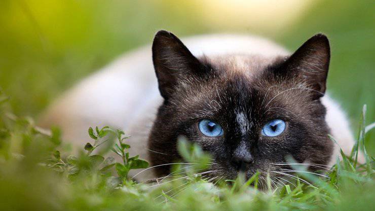 siamese occhi blu