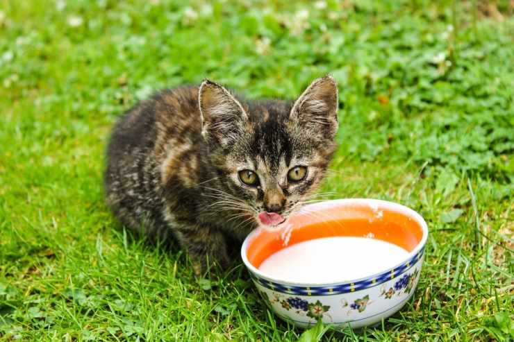 Intolleranza al lattosio nel gatto