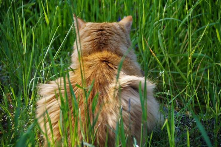 Il gatto muove il sedere