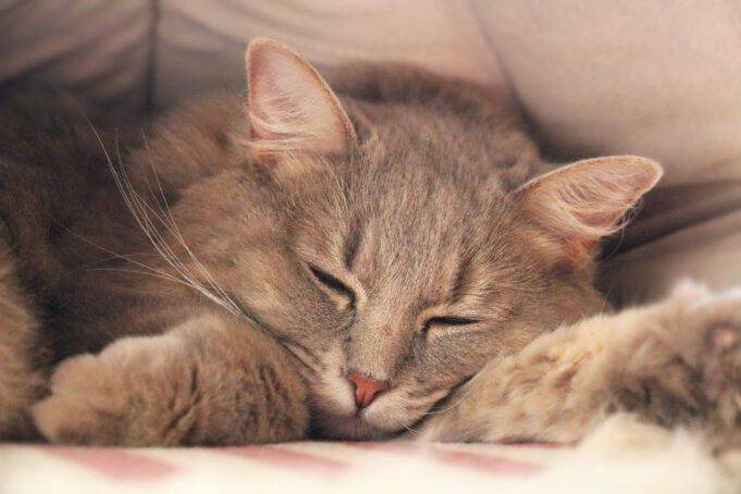 Chiudere Il Gatto In Una Stanza Per Punizione