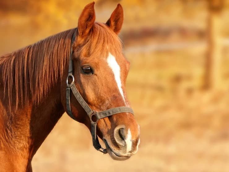 reazioni allergiche cavallo