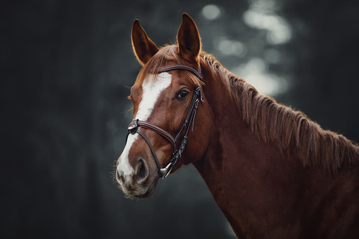 Perché il cavallo non vomita? (Foto Adobe Stock)