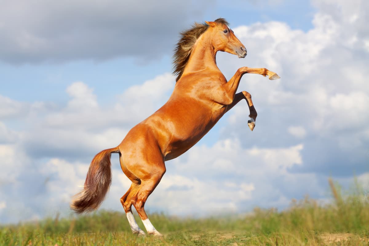 Perché il cavallo impenna? (Foto Adobe Stock)
