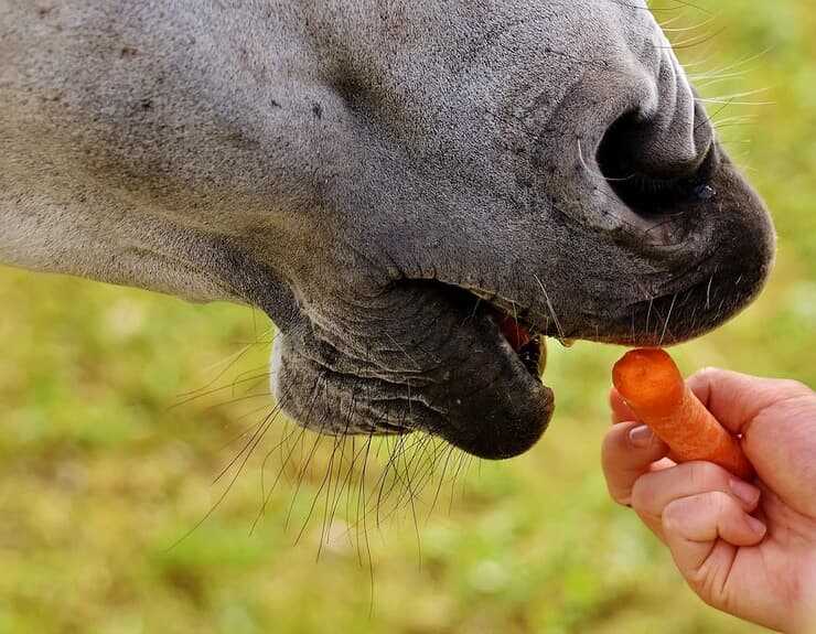 cavallo che mangia