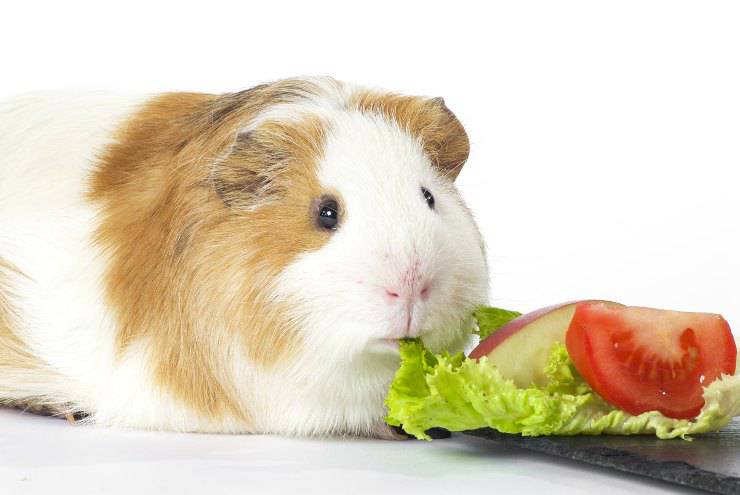 alimenti cavia