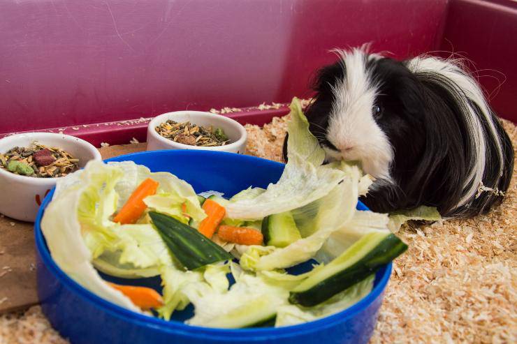 alimentazione cavia