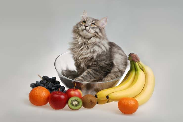 Che frutta possono mangiare i gatti