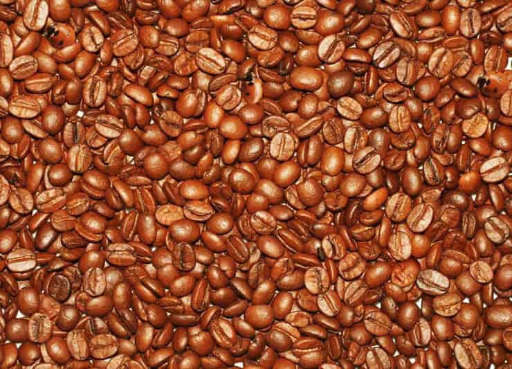 Test visivo dei chicchi di caffè trova le coccinelle e i volti di neonati