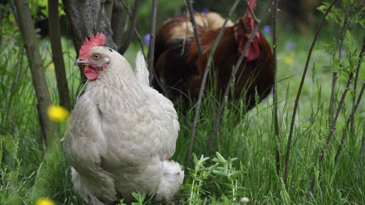 gallina come animale domestico