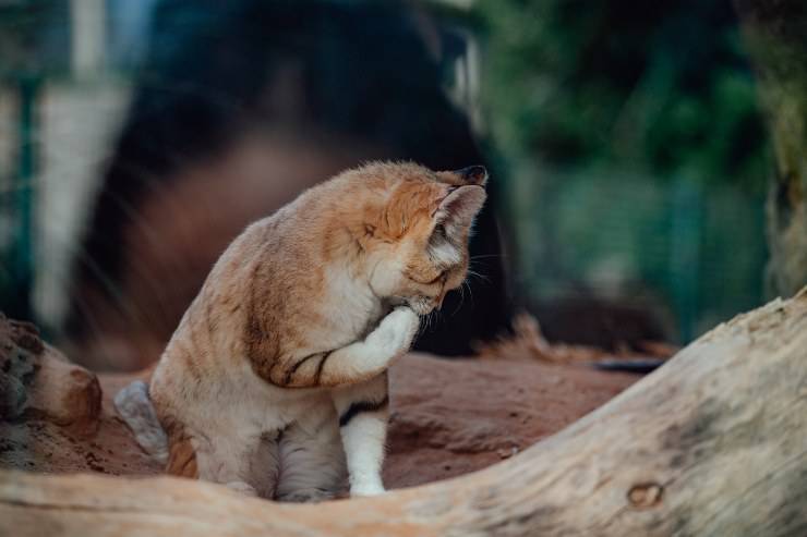 alimentazione del felis