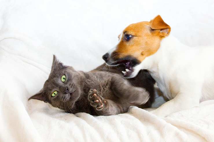 Come trattare i morsi del cane sul gatto