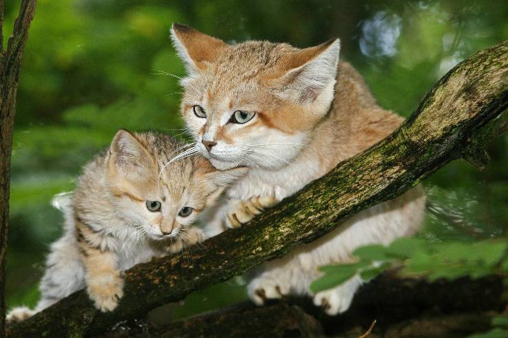 cuccioli di felis margarita