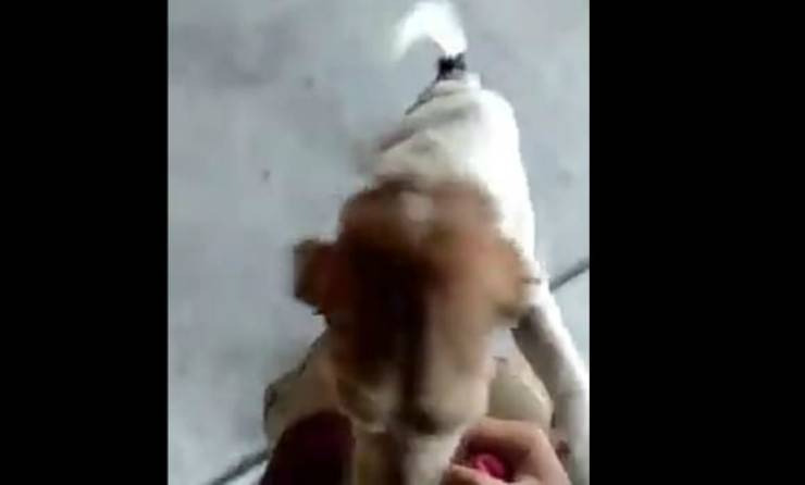 Il cane coco (Foto Video)