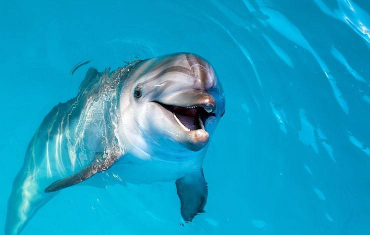 delfino sorriso