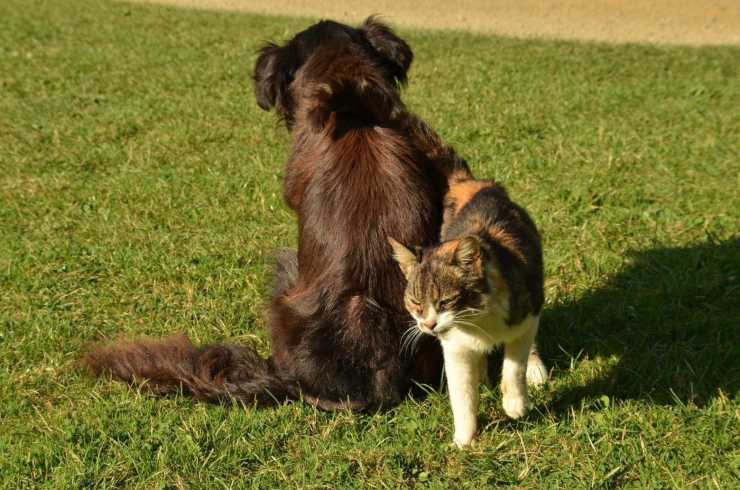 Cane di spalle e gatto