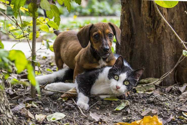 Micio soccombe al cane