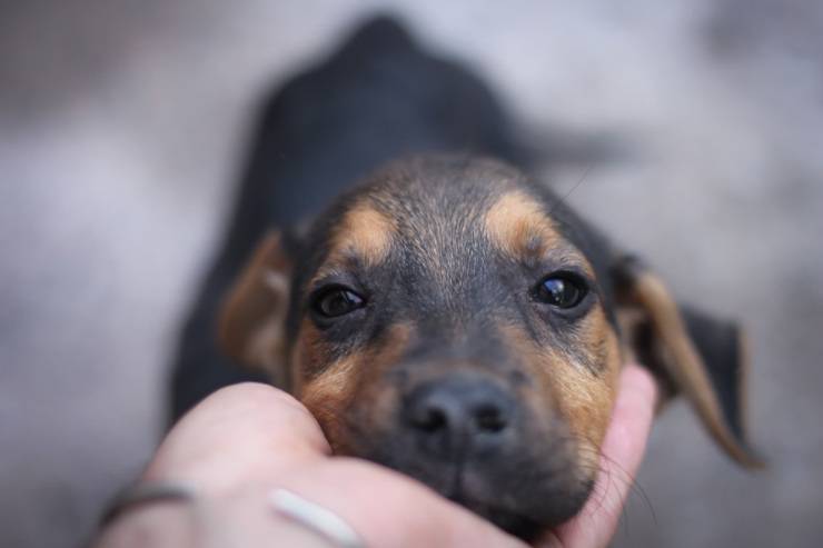 cane carezze accarezzare coccole cucciolo