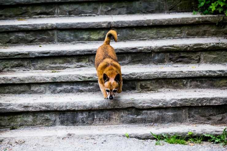 Il cane non sa scendere le scale