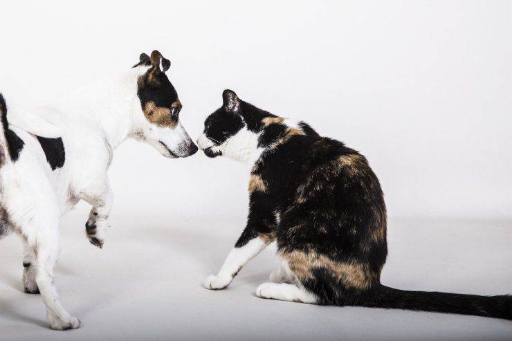 Il gatto ha paura del cane