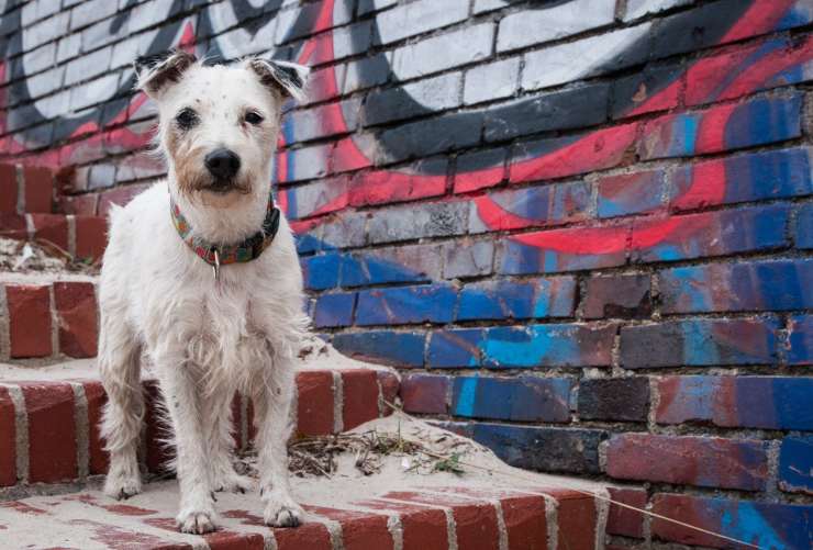 Il cane non sa scendere le scale