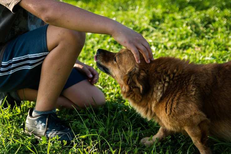 Bambino accarezza un cane