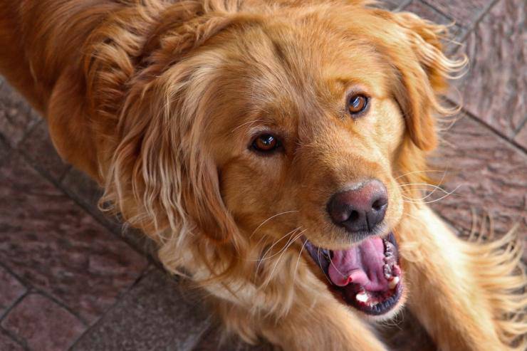 Il cane ha i denti storti