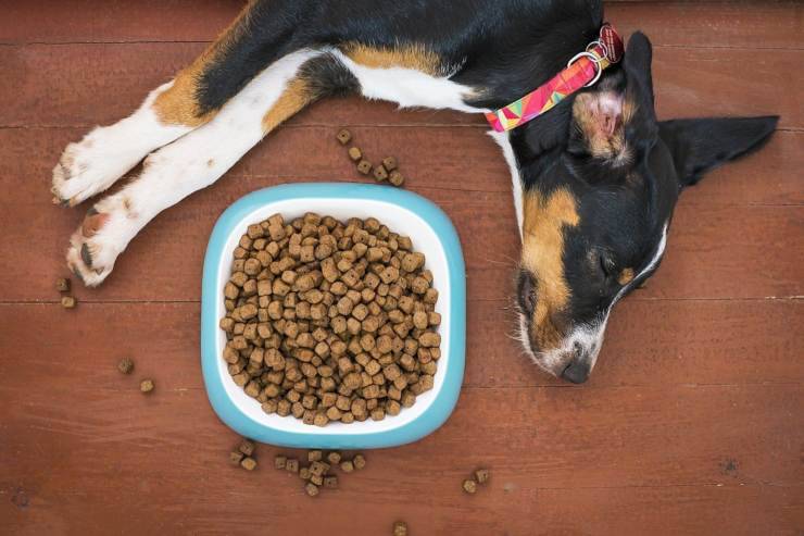 Il cane toglie il cibo dalla ciotola