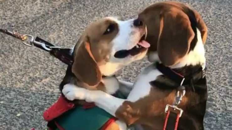 Affetto tra cani (Foto video)