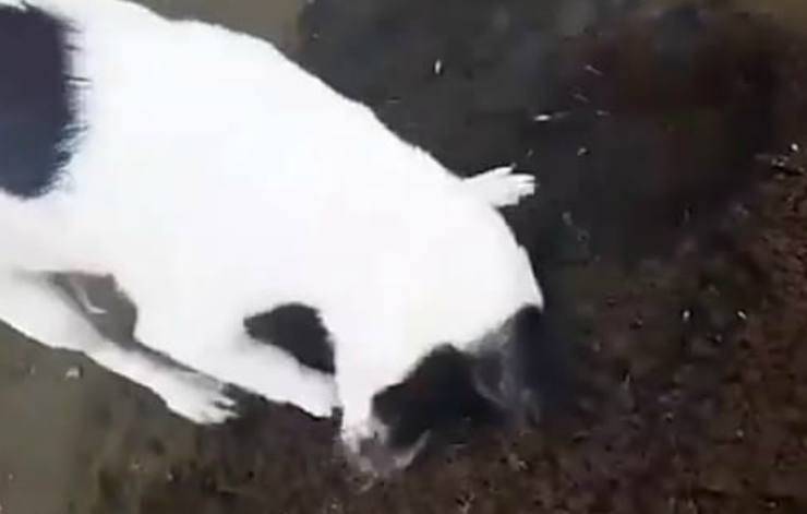 Cagnolina che scava (Foto video)