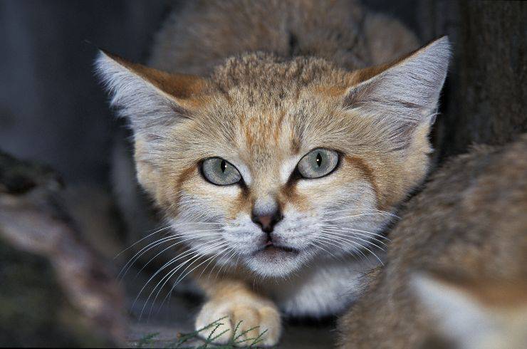 gatto delle sabbie