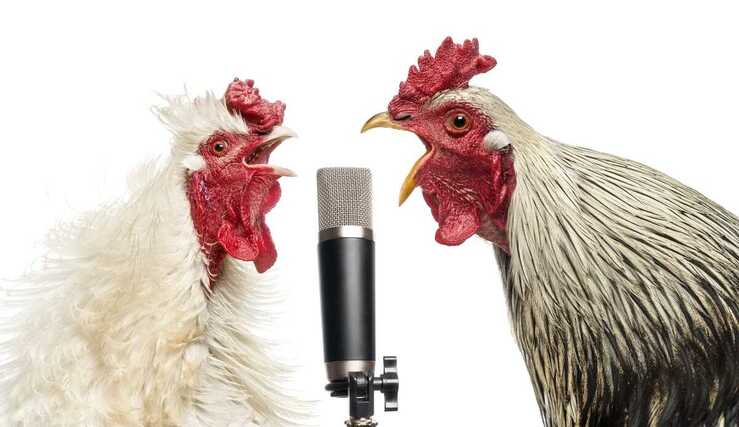 Come non far cantare il gallo (Foto Adobe Stock)