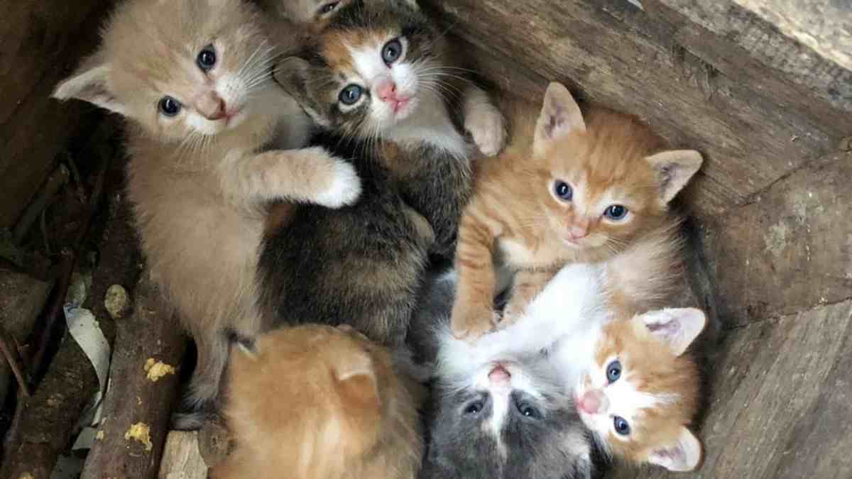 Quando Mamma Gatta Abbandona I Cuccioli