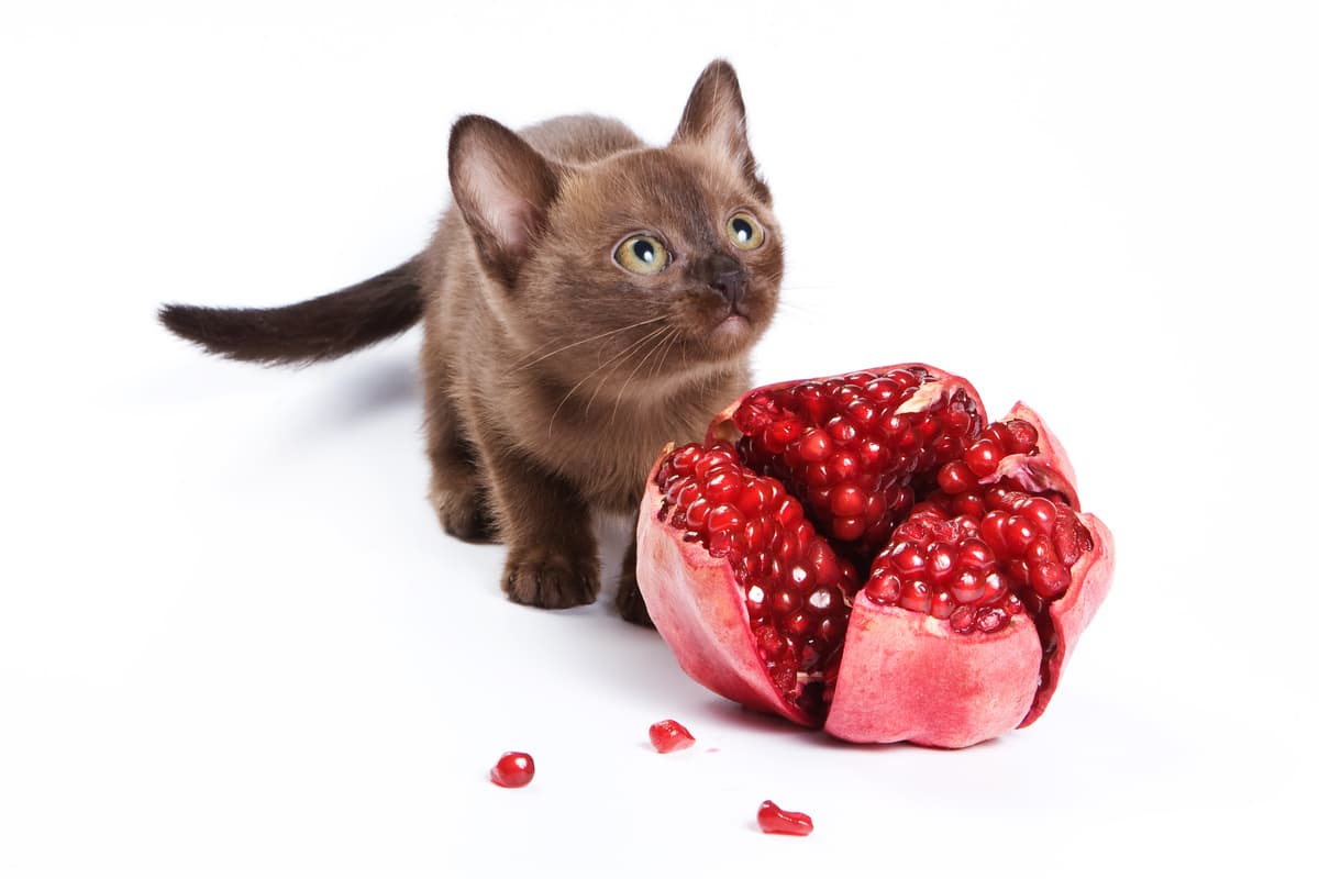 Il gatto può mangiare melograno (Foto Adobe Stock)