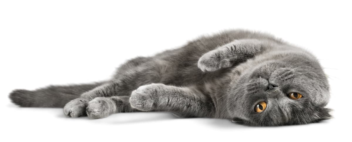 Il gatto può mangiare le nocciole? (Foto Adobe Stock)