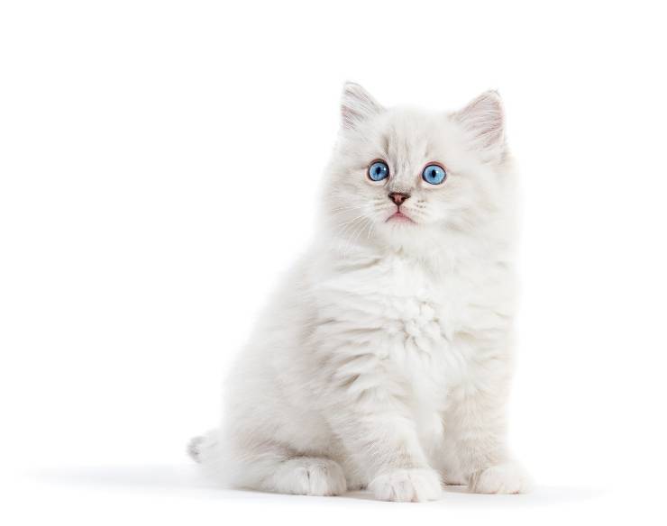 Significato del colore bianco del gatto