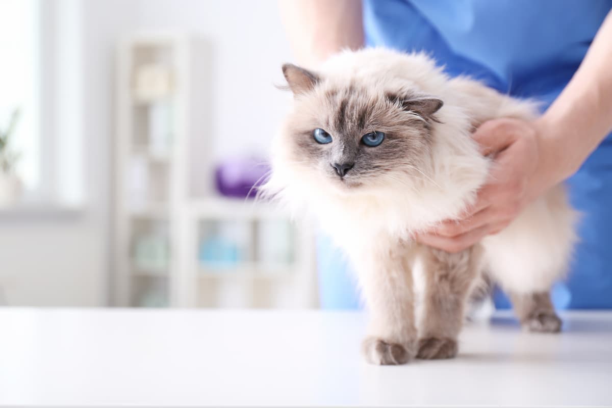 La gastroenterite nel gatto (Foto Adobe Stock)