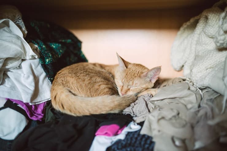 Perché il gatto dorme nell'armadio? (Foto Adobe Stock)