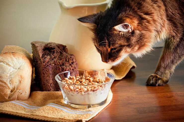 Il gatto può mangiare i cereali? (Foto Adobe Stock)