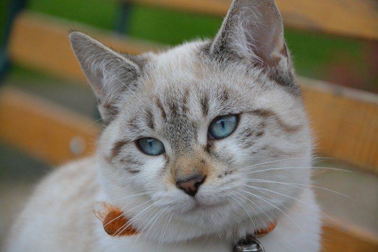 gatto ha gli occhi azzurri