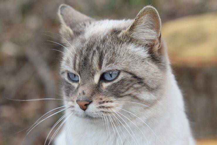 gatto ha gli occhi azzurri