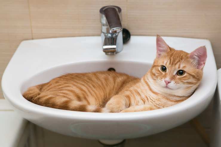 Perché il gatto si mette nel lavandino