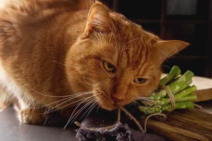 Il gatto può mangiare asparagi? (Foto Adobe Stock)