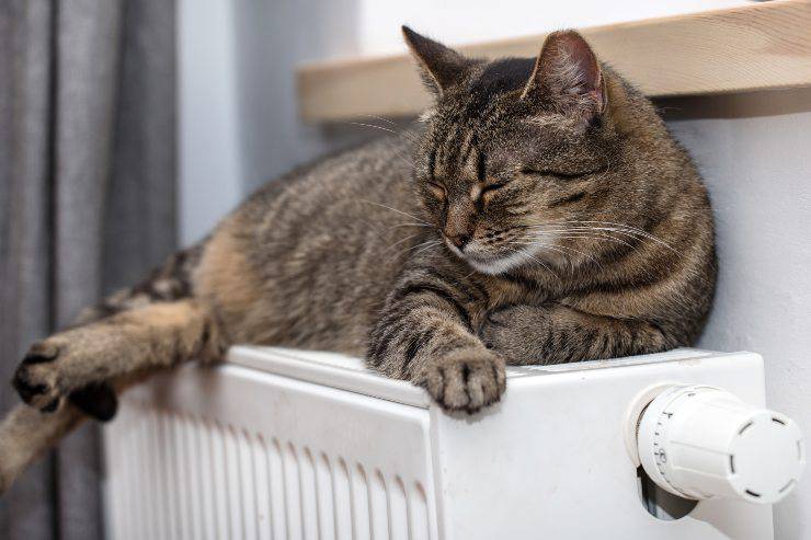 gatto sul termosifone