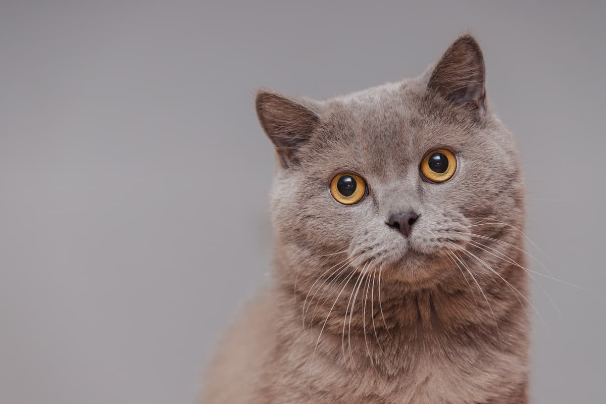 Il gatto può mangiare le mandorle? (Foto Adobe Stock)