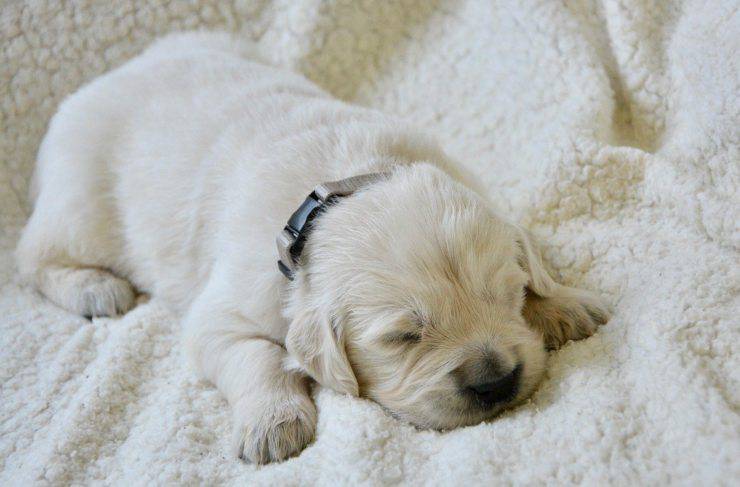 Il cucciolo piange nel sonno