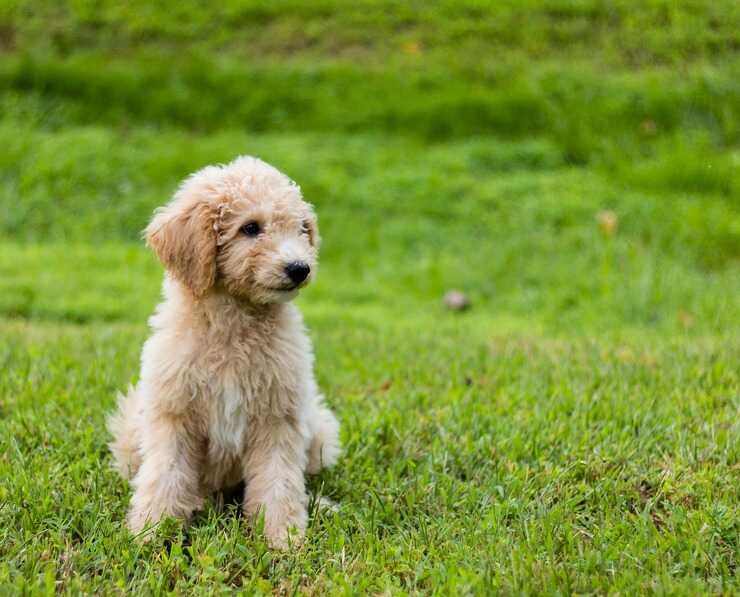 Golden Doodle